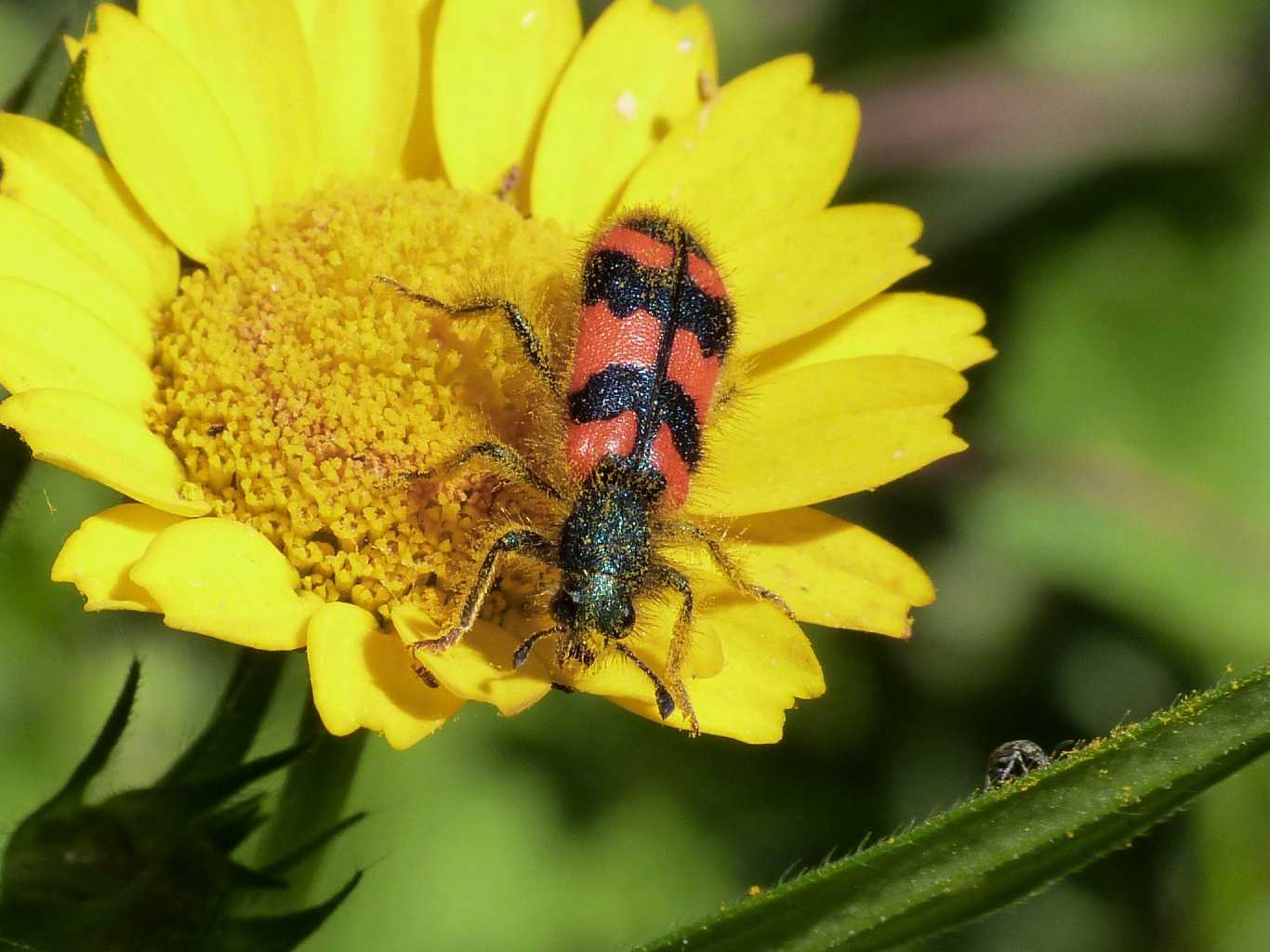 Trichodes alvearius in deposizione?